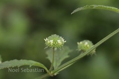 Hyptis capitata